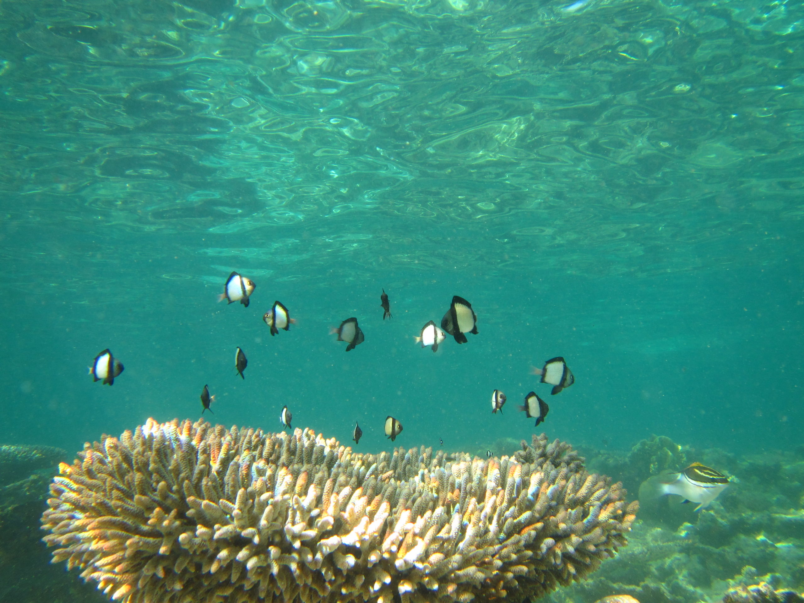 10 Years On At Mandu Pilbara Marine Conservation Partnership