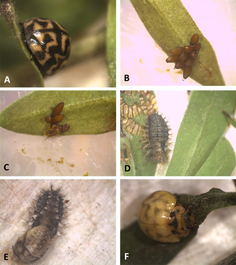 Achievements-rrnd4p Rnd 2 – African Boxthorn Biological Control