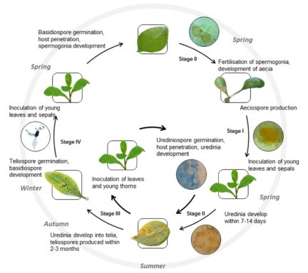 Current research (November 2023 – June 2026) – African boxthorn ...