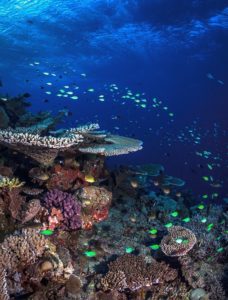 Healthy coral reef slope, © Matt Curnock 2013.