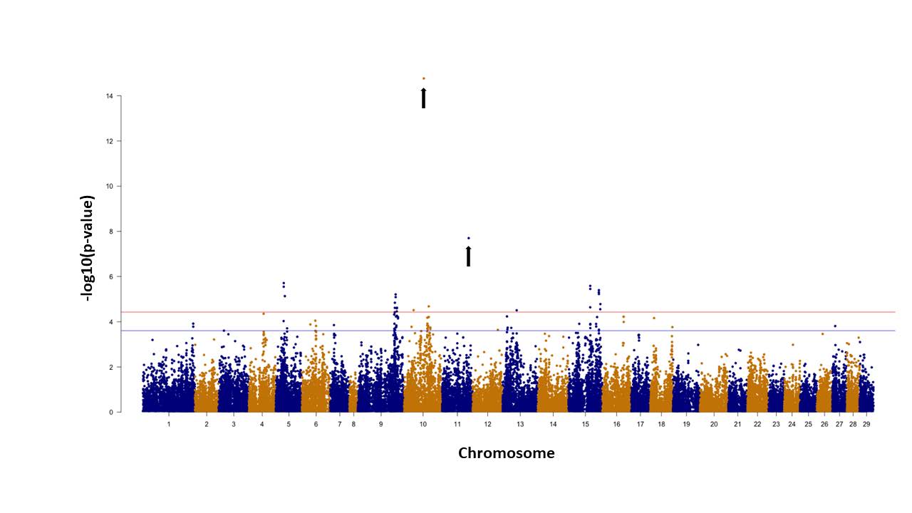 What Genes Make Atlantic Salmon In Tasmania Enter Puberty? – CSIRO ...