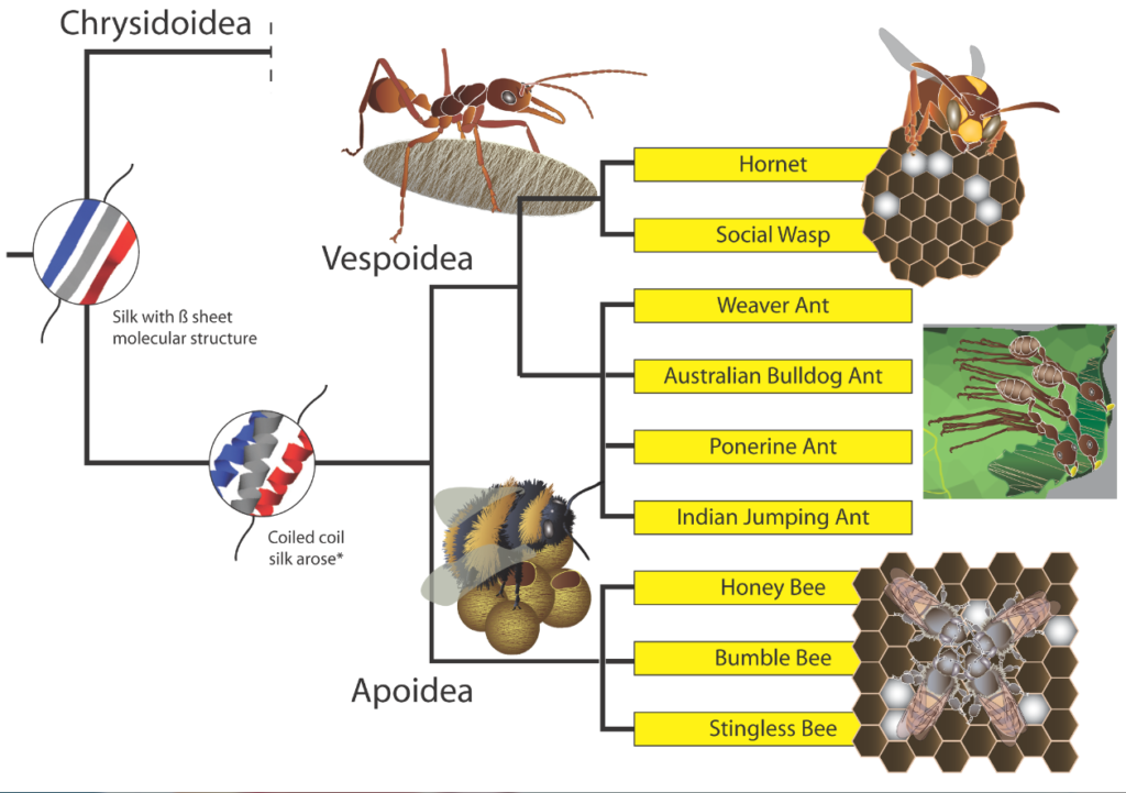 Chart showing protein types and insect species