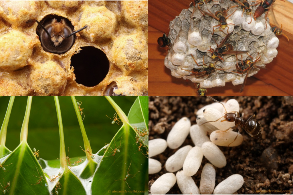 Clockwise: Bee, wasp, ants and larvae, green ants