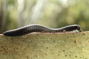 Portuguese Millipede; a new pest of grain crops