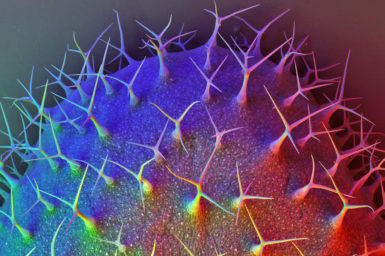 Scanning electron microscope image of an Arabidopsis thaliana leaf