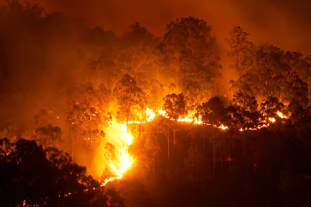 Sentinel Hotspots uses data from satellites to help detect and track bushfires in close to real-time. ©iStock