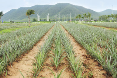 Pineapple fields with wind turbine background