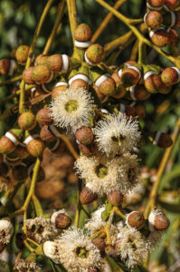 The most readily recognisable characteristics of eucalyptus species are the distinctive flowers and fruit.The capsules are roughly cone-shaped and have valves at the end which open to release the seeds
