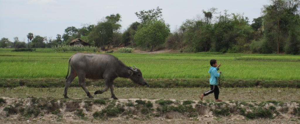 Boy and carabao among rice fields
