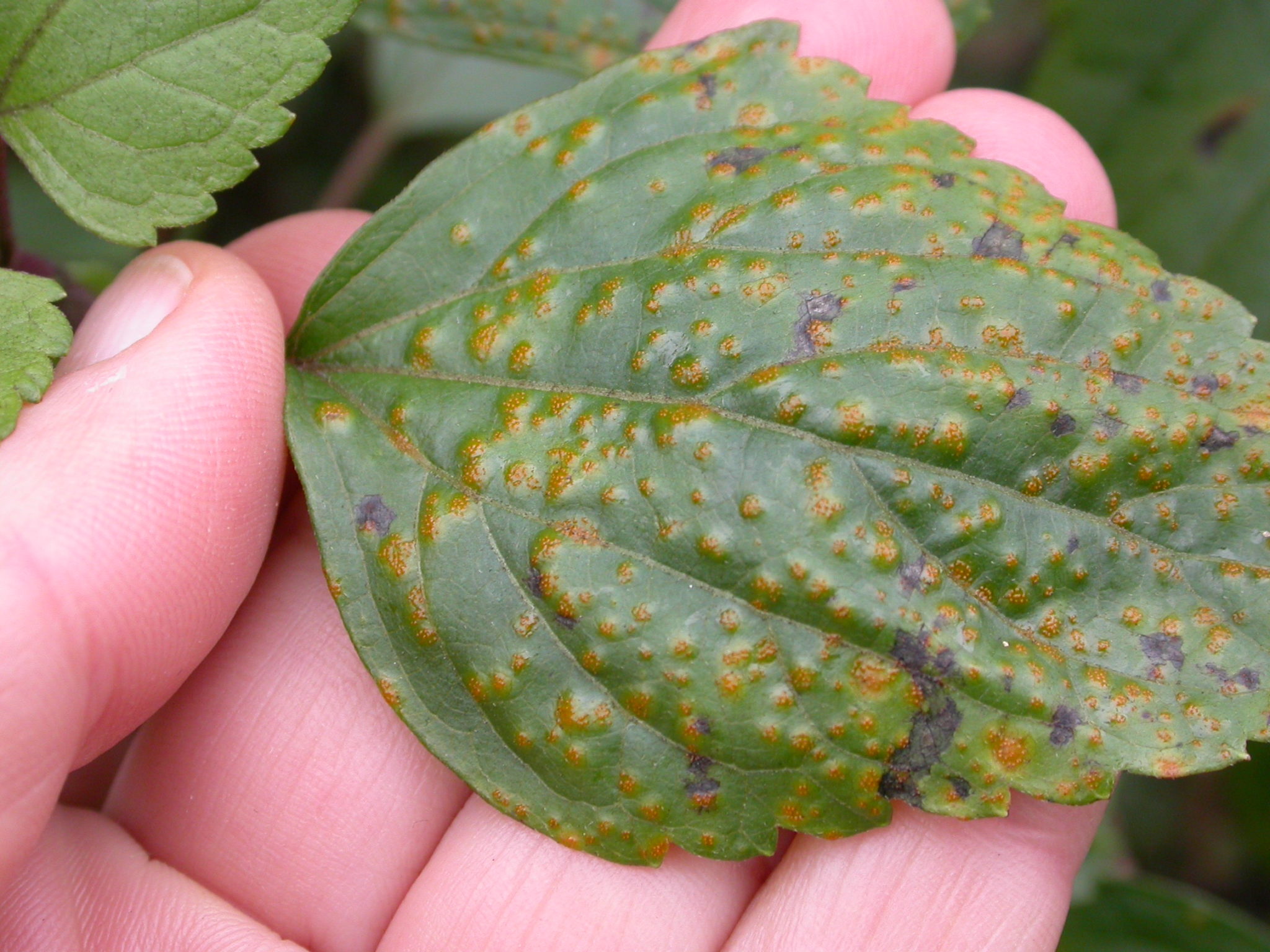 Crofton Weed biological control