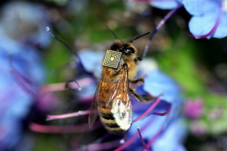 Thousands of honey bees in Australia are being fitted with tiny sensors as part of a world-first research program to monitor the insects and their environment using a technique known as 'swarm sensing'.