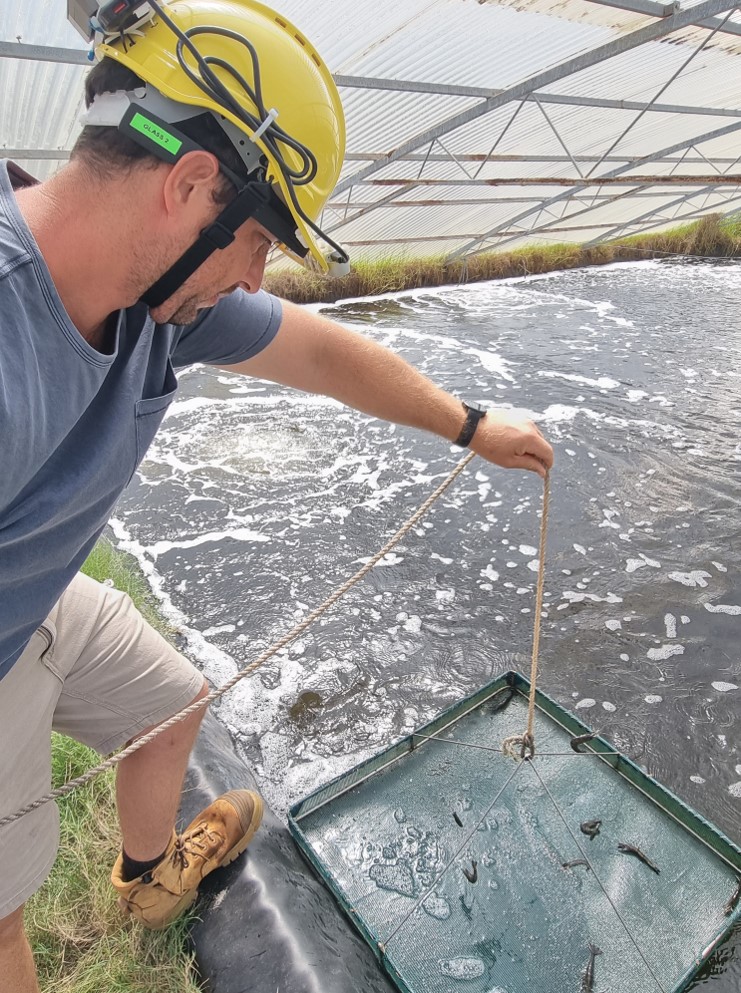 AI And Smart Glasses In Prawn Farm Management – Digiscape Future ...