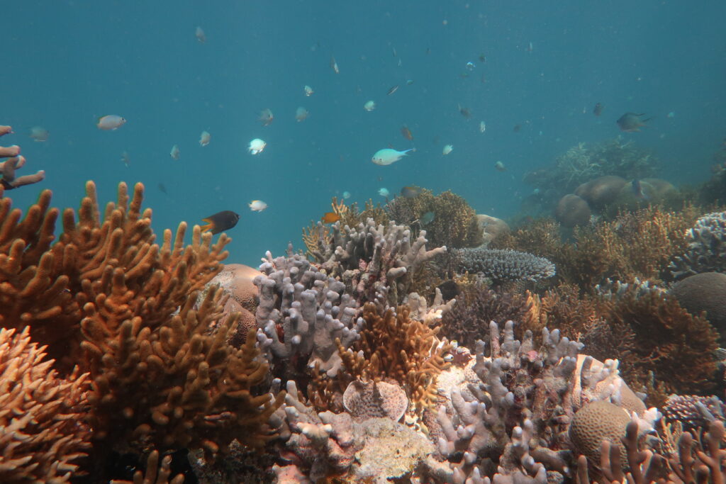 Underwater picture of coral and fish.