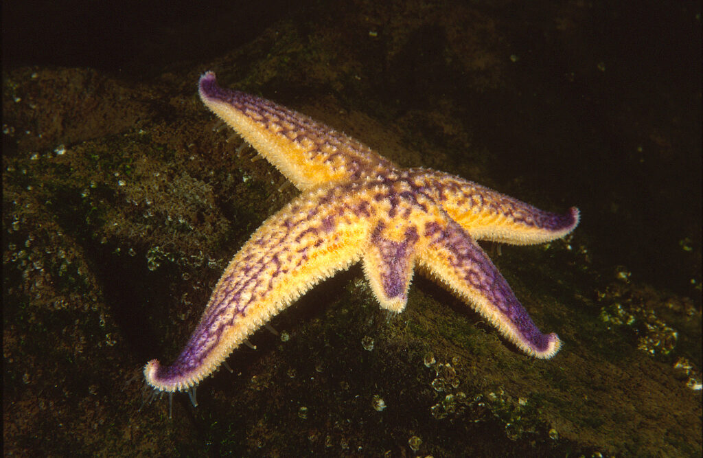 A purple and yellow starfish on a dark rock.