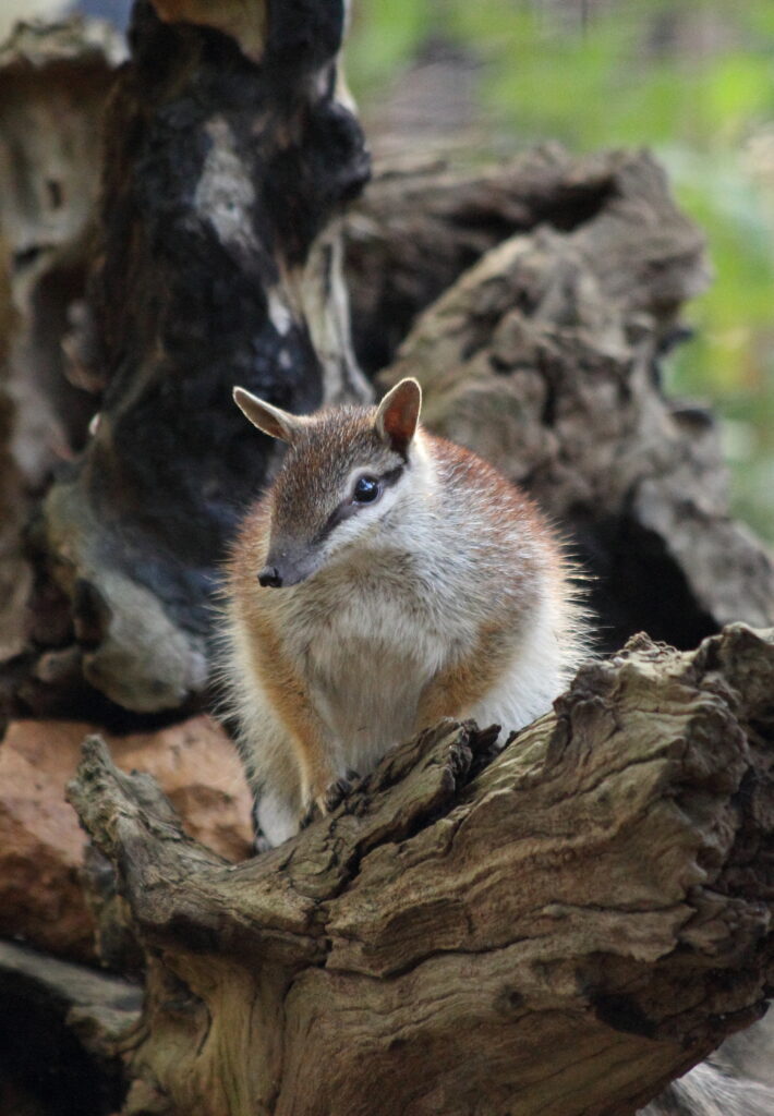 A numbat crouched on a large dead tree trunk.
