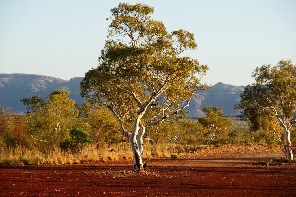 A large tree with a white truck in the central foreground surrounded by red soil with smaller shrubs and low mountains in the backgrund.