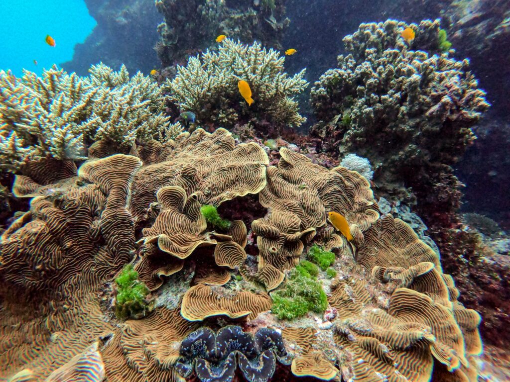 An underwater image of many coral structures with bright orange fish swimming near.