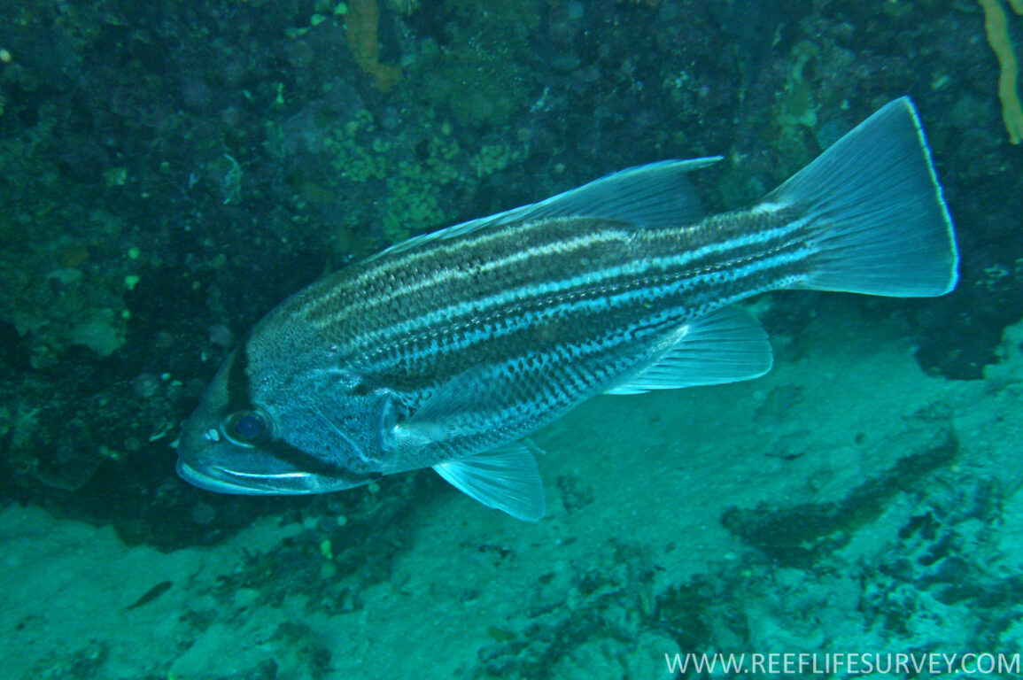 A silver fish, called a Dhufish, with a distinctive black stripe across the head which is interrupted by an eye.