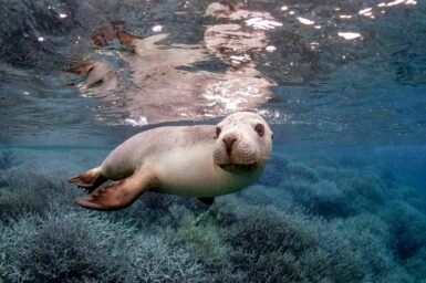 A sea lion swimming between the shallow ocean floor and the surface of the water.