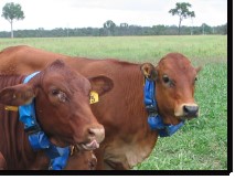 Cows with tracking collars