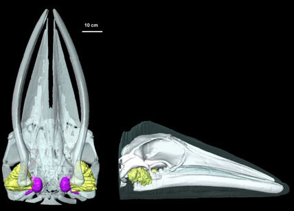 white whale skull image with ear bones indicated in yellow and pink