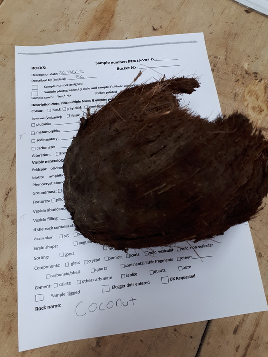 Image 4: A rather fresh, albeit smelly, coconut. Image credit: Edward Clennett, University of Sydney