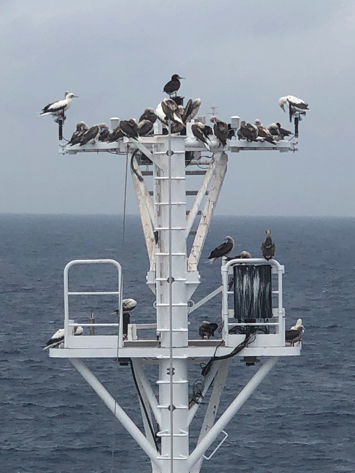 Both Red-footed and Brown Boobies on the forward mast of RV Investigator. Can you count how many birds we have here? Image/Huw Morgan