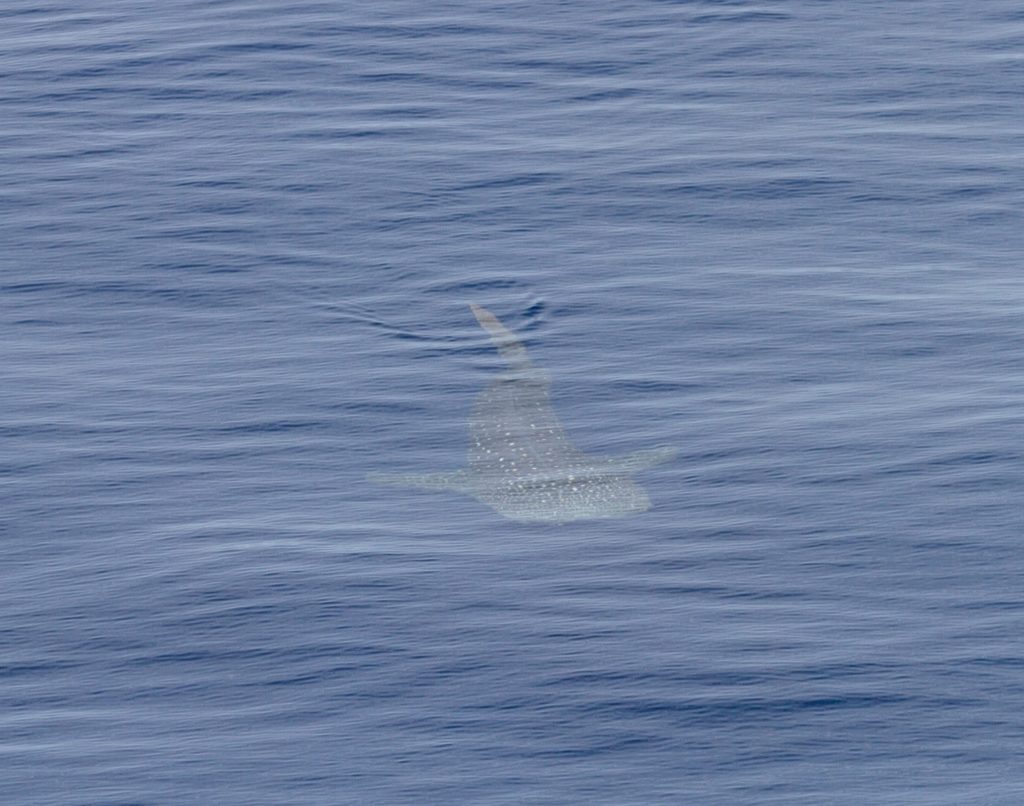 A whale shark approaches the ship. 