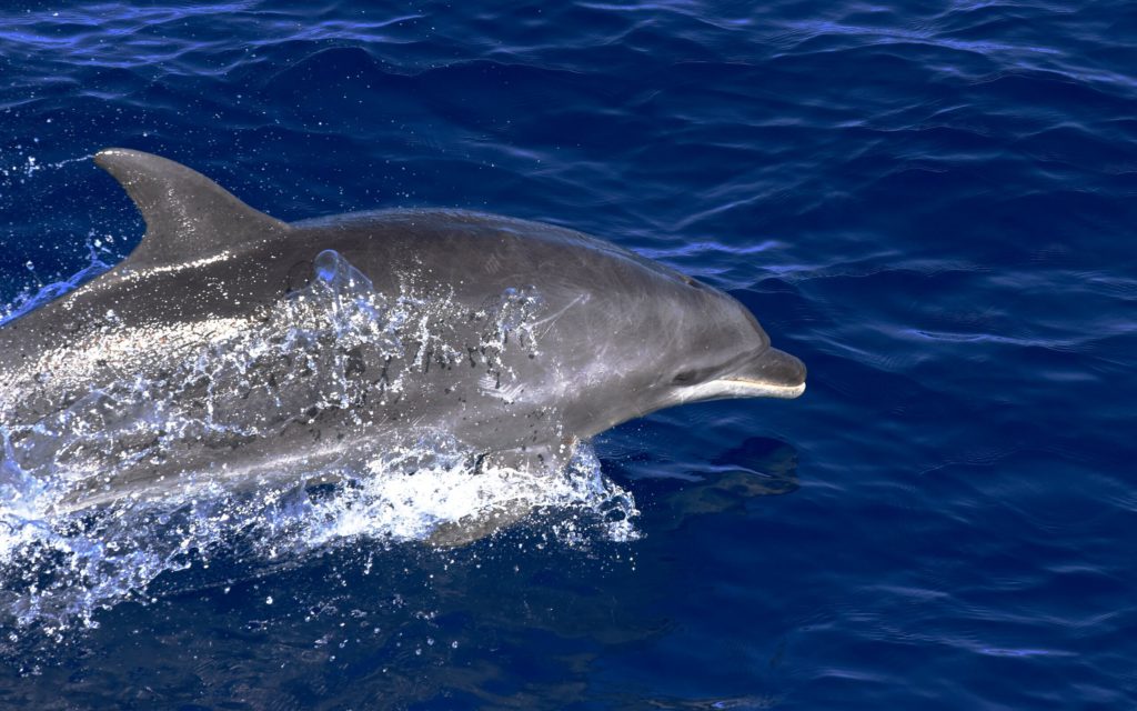 Bottle Nosed Dolphin from IN2019T02
