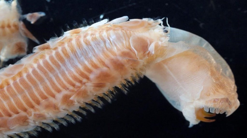 Polydontes worm – just one weird marine organism. Photo: Chris Glasby