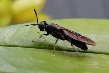 Close up of a Black solider fly on a leaf