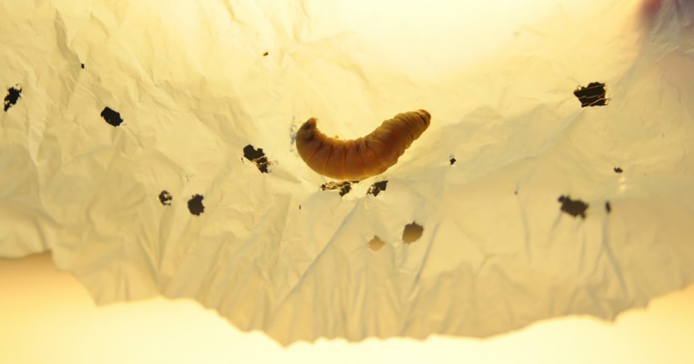 G. mellonella larva feeding on plastic (https://www.nbcnews.com/science/environment/plastic-pollution-may-met-match-saliva-wax-worms-rcna50838).