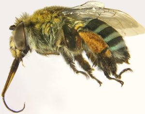 A bee known as a blue banded bee with pollen stuck to its legs.