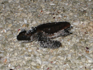 Loggerhead sea turtle hatchling on sand