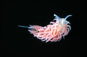 A pretty pink slug like marine creature covered in tentacles.
