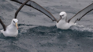 Two albatross with wings extended sitting on the ocean surface.