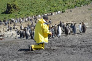 A kneeling man wearing yellow rain gear with a mob of penguins nearby.