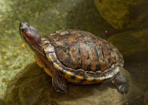 A turtle with a bright red stripe on the side of its head, sitting on a rock