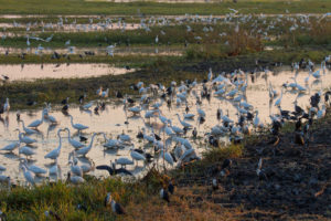 A large number of birds in a wetlands in Northern Australia.
