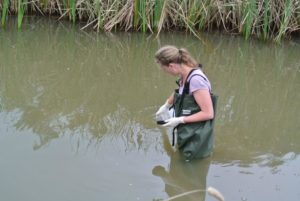 A young woman standing thigh deep in a stream scooping up a water sample.