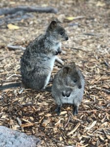 Two small kangaroo like animals standing on chip bark.