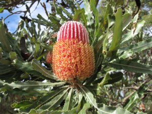 Red and orange banksia flower on a branch surrounded by leaves.