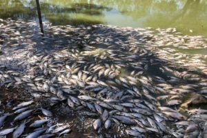 Hundreds of dead fish, belly side up onthe edge of the Darling River.