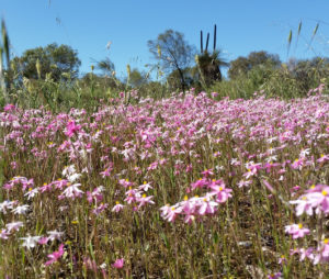 A field of pink flowers with grrass seed heads, grass trees and shrubs and trees in the background.