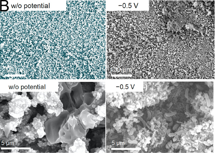 Scanning electron microscope images of a carbon steel surface.