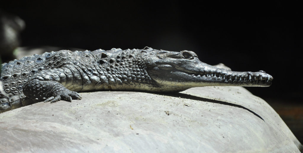 A freshwater crocodile lying on a large rock.