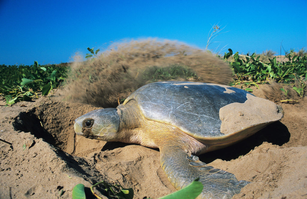 A flatback turtle digging a nest on a snad dune.