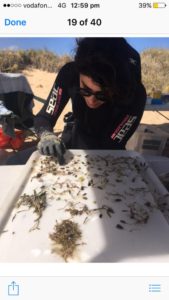A women in a wetsuit sorting seagrass on a tray at the beach.