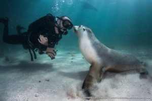 An underwater picture of a man in scuba diving equipment looking directly at a sea lion which is looking back at him.
