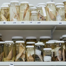 Glass bottles with clear liquid full of preserved fish specimens.